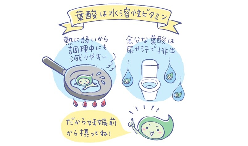 葉酸は水溶性ビタミン