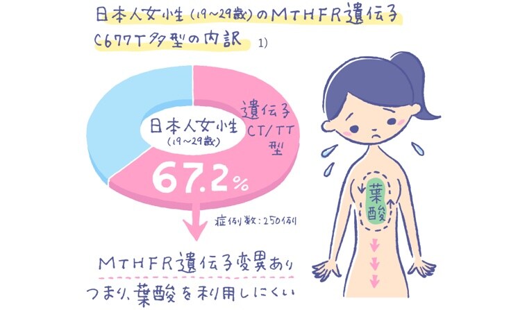 日本人女性(19~29歳)のMTHFR遺伝子 C677T多型の内訳