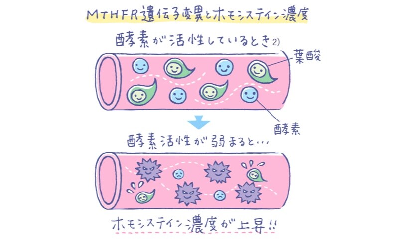 MTHFR遺伝子変異とホモシステイン濃度