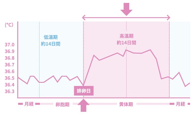 妊娠したら基礎体温はどう変わる 風邪をひいた時との違いは エレビット Elevit バイエル薬品