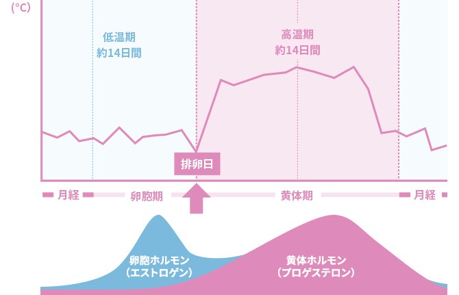 看護師監修 基礎体温を上手に活用するコツ エレビットの葉酸サプリは根拠がある葉酸800mg バイエル薬品