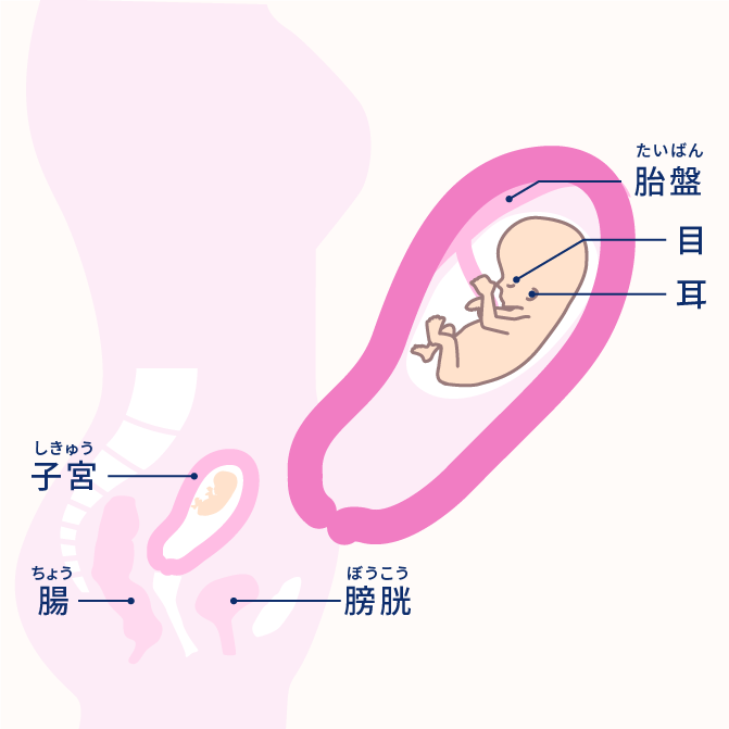 妊娠3ヶ月(妊娠8〜11週)