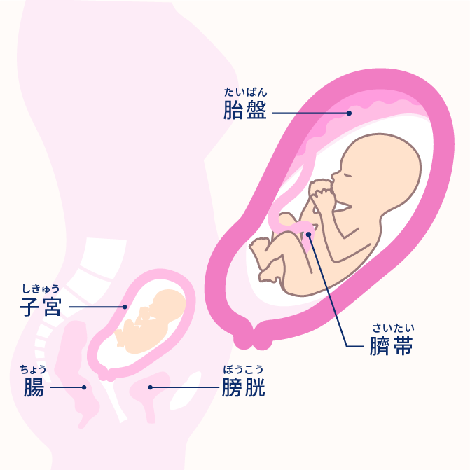 妊娠5ヶ月(妊娠16〜19週)