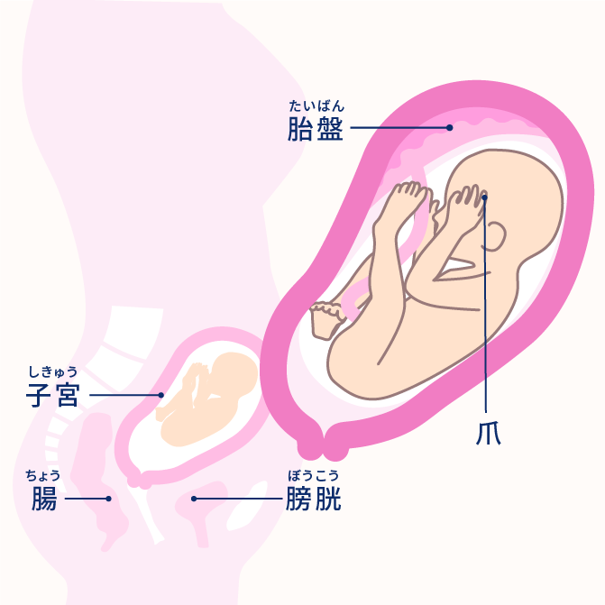 妊娠10ヶ月カレンダー ママとおなかの赤ちゃんの体の変化 エレビットの葉酸サプリは根拠がある葉酸800mg バイエル薬品