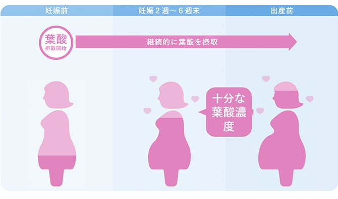 葉酸はいつから飲まないといけないの？