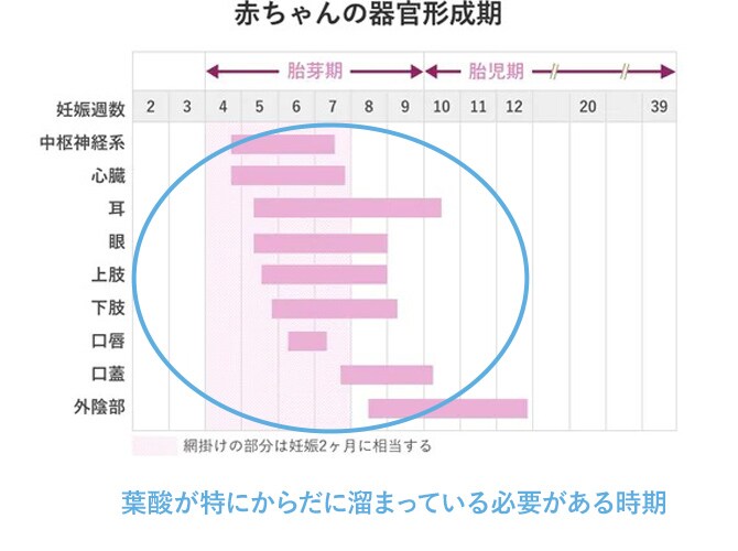 葉酸サプリのエレビット 公式 葉酸サプリはどうして必要 妊娠中の赤ちゃんの成長に欠かせないサプリ バイエル薬品