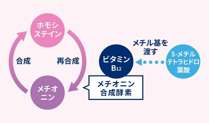 システイン