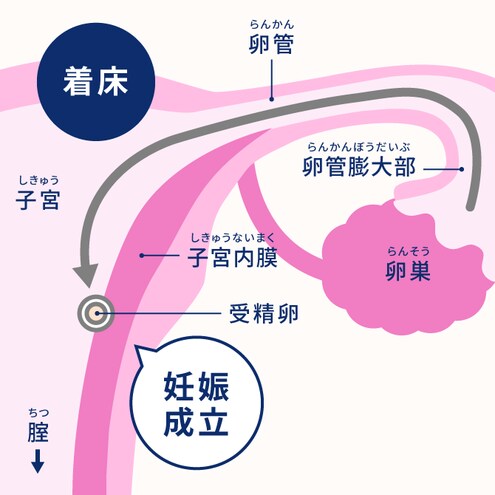 妊娠1ヶ月 0 3週 妊娠10ヶ月カレンダー エレビットの葉酸サプリは根拠がある葉酸800mg バイエル薬品