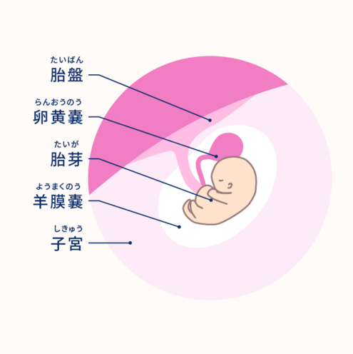 妊娠2ヶ月 4 7週 妊娠10ヶ月カレンダー エレビットの葉酸サプリは根拠がある葉酸800mg バイエル薬品