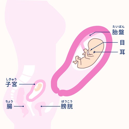 妊娠3ヶ月 8 11週 妊娠10ヶ月カレンダー エレビット Elevit バイエル薬品