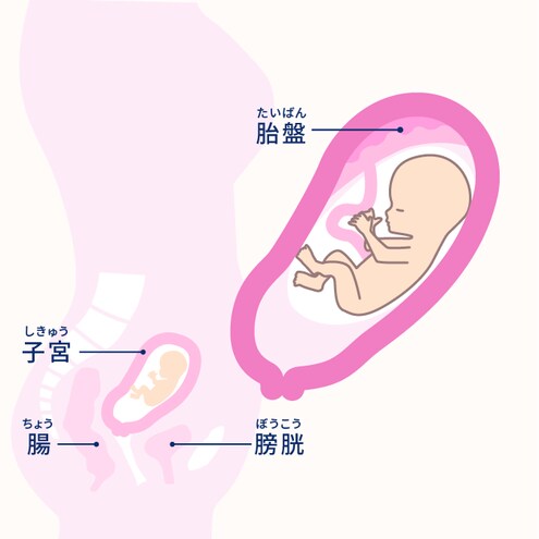 妊娠4ヶ月 12 15週 妊娠10ヶ月カレンダー エレビットの葉酸サプリは根拠がある葉酸800mg バイエル薬品