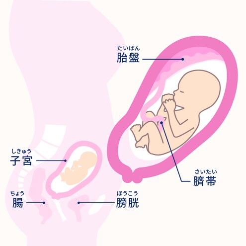 妊娠5ヶ月 16 19週 妊娠10ヶ月カレンダー エレビット Elevit バイエル薬品