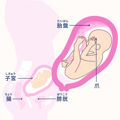 妊娠6ヶ月 23週 妊娠10ヶ月カレンダー エレビットの葉酸サプリは根拠がある葉酸800mg バイエル薬品