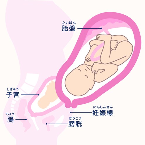 妊娠7ヶ月 24 27週 妊娠10ヶ月カレンダー エレビット Elevit バイエル薬品