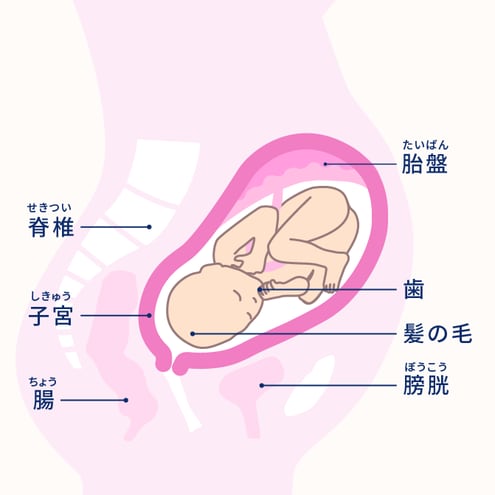 妊娠8ヶ月 28 31週 妊娠10ヶ月カレンダー エレビットの葉酸サプリは根拠がある葉酸800mg バイエル薬品